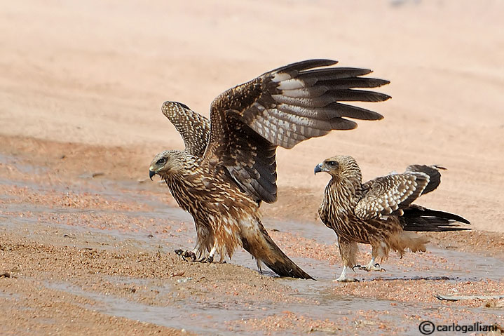 La lotta per l''acqua nel deserto